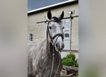 Sportivo Tedesco / Sportivo della Germania, Giumenta, 6 Anni, 161 cm, Grigio