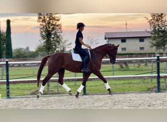 Sportivo Tedesco / Sportivo della Germania, Giumenta, 6 Anni, 163 cm, Sauro