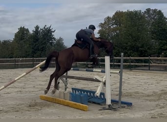 Sportivo Tedesco / Sportivo della Germania, Giumenta, 6 Anni, 163 cm, Sauro