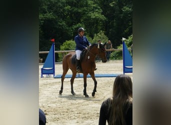 Sportivo Tedesco / Sportivo della Germania, Giumenta, 6 Anni, 165 cm, Baio