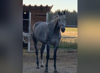 Sportivo Tedesco / Sportivo della Germania, Giumenta, 6 Anni, 165 cm, Grigio ferro