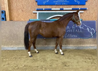 Sportivo Tedesco / Sportivo della Germania, Giumenta, 6 Anni, 165 cm, Sauro