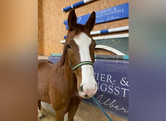 Sportivo Tedesco / Sportivo della Germania, Giumenta, 6 Anni, 165 cm, Sauro