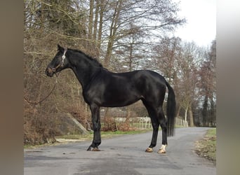 Sportivo Tedesco / Sportivo della Germania, Giumenta, 6 Anni, 166 cm, Baio scuro