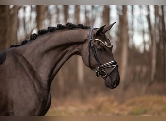 Sportivo Tedesco / Sportivo della Germania, Giumenta, 6 Anni, 166 cm, Morello