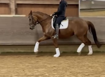 Sportivo Tedesco / Sportivo della Germania, Giumenta, 6 Anni, 166 cm, Sauro scuro