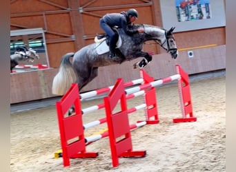 Sportivo Tedesco / Sportivo della Germania, Giumenta, 6 Anni, 167 cm, Grigio