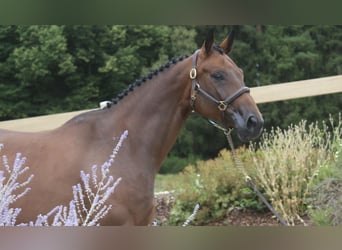 Sportivo Tedesco / Sportivo della Germania, Giumenta, 6 Anni, 168 cm, Baio