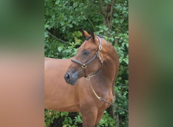 Sportivo Tedesco / Sportivo della Germania, Giumenta, 6 Anni, 168 cm, Baio
