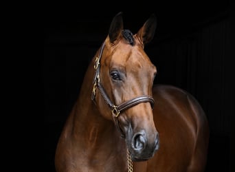 Sportivo Tedesco / Sportivo della Germania, Giumenta, 6 Anni, 168 cm, Baio