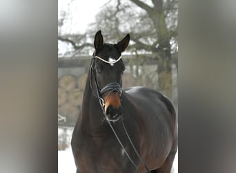 Sportivo Tedesco / Sportivo della Germania, Giumenta, 6 Anni, 168 cm, Baio scuro