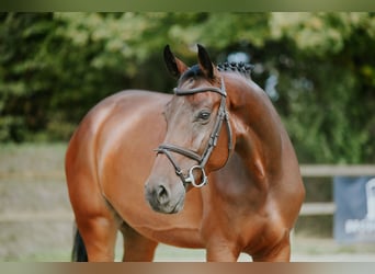 Sportivo Tedesco / Sportivo della Germania, Giumenta, 6 Anni, 168 cm, Baio scuro