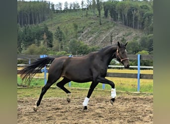 Sportivo Tedesco / Sportivo della Germania, Giumenta, 6 Anni, 168 cm