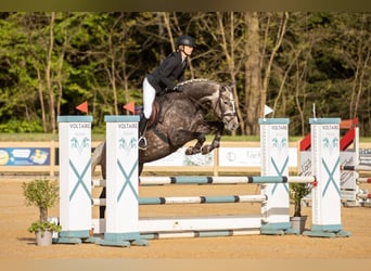 Sportivo Tedesco / Sportivo della Germania, Giumenta, 6 Anni, 168 cm, Grigio