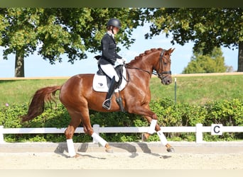 Sportivo Tedesco / Sportivo della Germania, Giumenta, 6 Anni, 168 cm, Sauro