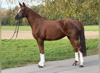 Sportivo Tedesco / Sportivo della Germania, Giumenta, 6 Anni, 168 cm, Sauro