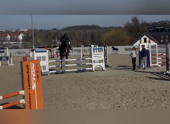 Sportivo Tedesco / Sportivo della Germania, Giumenta, 6 Anni, 168 cm, Sauro scuro