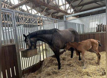 Sportivo Tedesco / Sportivo della Germania, Giumenta, 6 Anni, 170 cm, Grigio ferro