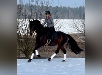 Sportivo Tedesco / Sportivo della Germania, Giumenta, 6 Anni, 175 cm, Baio nero