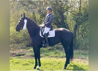 Sportivo Tedesco / Sportivo della Germania, Giumenta, 6 Anni, 175 cm, Baio nero