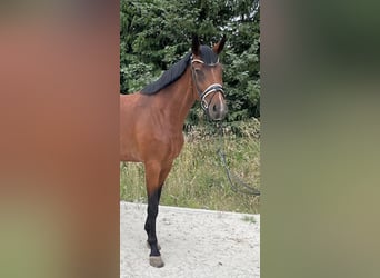 Sportivo Tedesco / Sportivo della Germania, Giumenta, 6 Anni, 177 cm, Baio