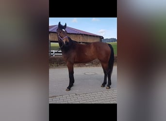 Sportivo Tedesco / Sportivo della Germania, Giumenta, 6 Anni, Baio