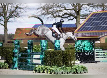 Sportivo Tedesco / Sportivo della Germania, Giumenta, 6 Anni, Grigio