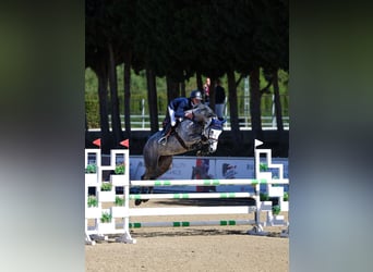 Sportivo Tedesco / Sportivo della Germania, Giumenta, 6 Anni, Grigio