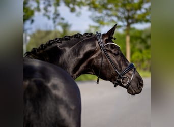 Sportivo Tedesco / Sportivo della Germania, Giumenta, 7 Anni, 162 cm, Morello