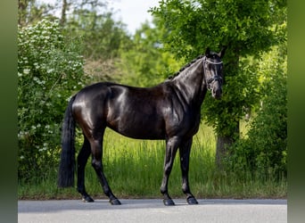 Sportivo Tedesco / Sportivo della Germania, Giumenta, 7 Anni, 162 cm, Morello