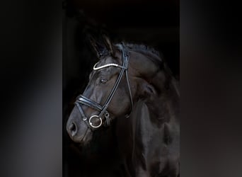 Sportivo Tedesco / Sportivo della Germania, Giumenta, 7 Anni, 162 cm, Morello