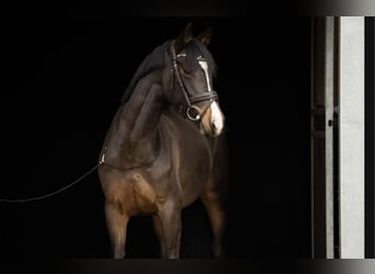 Sportivo Tedesco / Sportivo della Germania, Giumenta, 7 Anni, 163 cm, Baio scuro