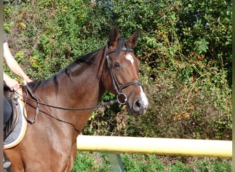 Sportivo Tedesco / Sportivo della Germania, Giumenta, 7 Anni, 165 cm, Baio