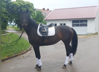 Sportivo Tedesco / Sportivo della Germania, Giumenta, 7 Anni, 165 cm, Baio nero