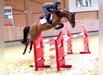 Sportivo Tedesco / Sportivo della Germania, Giumenta, 7 Anni, 167 cm, Baio
