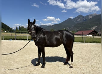 Sportivo Tedesco / Sportivo della Germania, Giumenta, 7 Anni, 167 cm, Baio nero