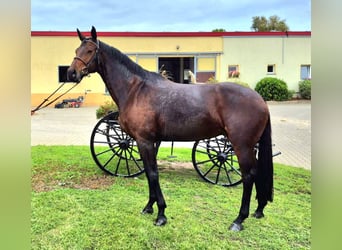 Sportivo Tedesco / Sportivo della Germania, Giumenta, 7 Anni, 167 cm, Baio scuro