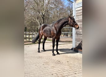 Sportivo Tedesco / Sportivo della Germania, Giumenta, 7 Anni, 168 cm, Baio