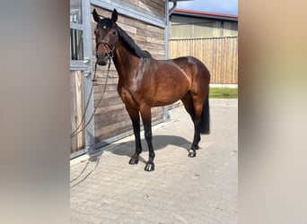 Sportivo Tedesco / Sportivo della Germania, Giumenta, 7 Anni, 168 cm, Baio scuro