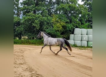 Sportivo Tedesco / Sportivo della Germania, Giumenta, 7 Anni, 168 cm, Grigio