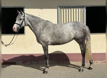 Sportivo Tedesco / Sportivo della Germania, Giumenta, 7 Anni, 168 cm, Grigio