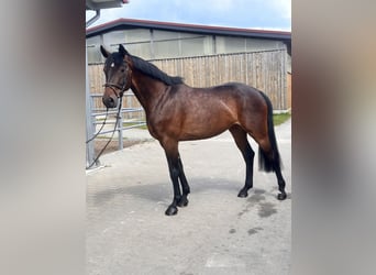 Sportivo Tedesco / Sportivo della Germania, Giumenta, 7 Anni, 169 cm, Baio