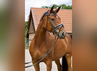 Sportivo Tedesco / Sportivo della Germania, Giumenta, 7 Anni, 169 cm, Baio