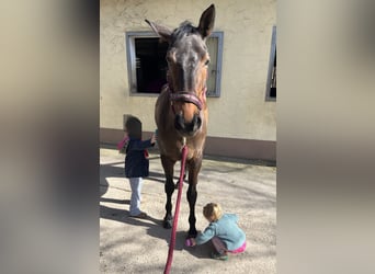 Sportivo Tedesco / Sportivo della Germania, Giumenta, 7 Anni, 170 cm, Baio