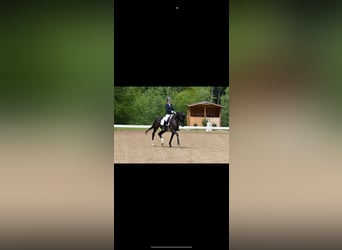 Sportivo Tedesco / Sportivo della Germania, Giumenta, 7 Anni, 170 cm, Morello