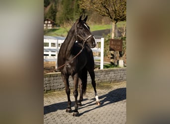 Sportivo Tedesco / Sportivo della Germania, Giumenta, 7 Anni, 171 cm, Morello