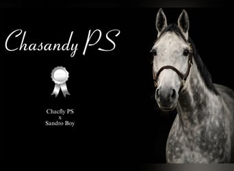 Sportivo Tedesco / Sportivo della Germania, Giumenta, 7 Anni, 172 cm, Grigio pezzato