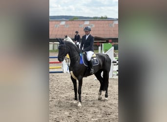 Sportivo Tedesco / Sportivo della Germania, Giumenta, 7 Anni, 172 cm, Morello