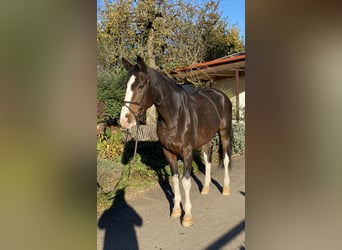 Sportivo Tedesco / Sportivo della Germania, Giumenta, 7 Anni, 173 cm