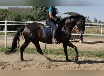Sportivo Tedesco / Sportivo della Germania, Giumenta, 7 Anni, 175 cm, Morello